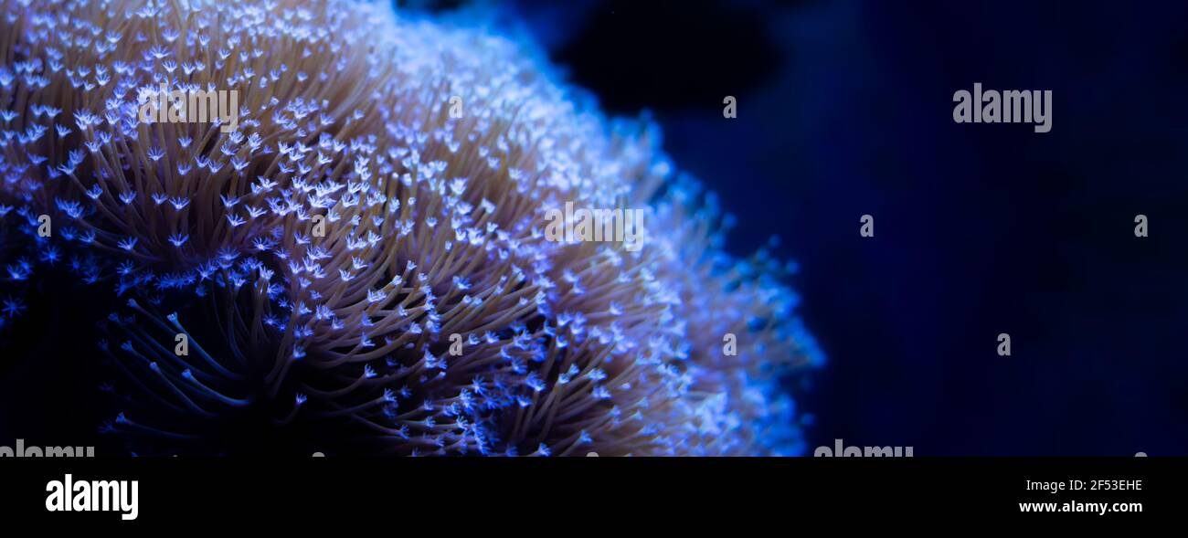 Hammer Coral is a large polyp stony coral referred to as Euphyllia  under fluorescent light. Stock Photo