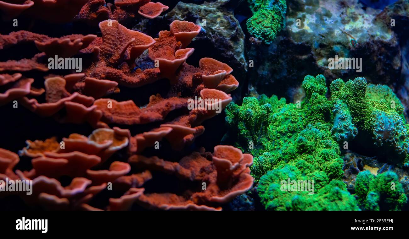 Large colony of Montipora Coral,  small polyp stony (SPS) coral Stock Photo