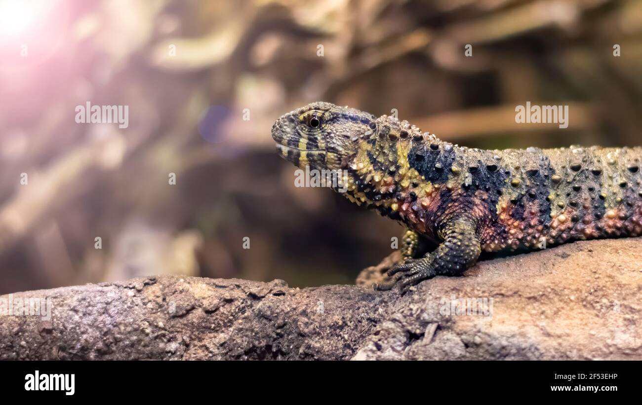 Wild forest lizard on Rock against blurred background and a light flare. Stock Photo