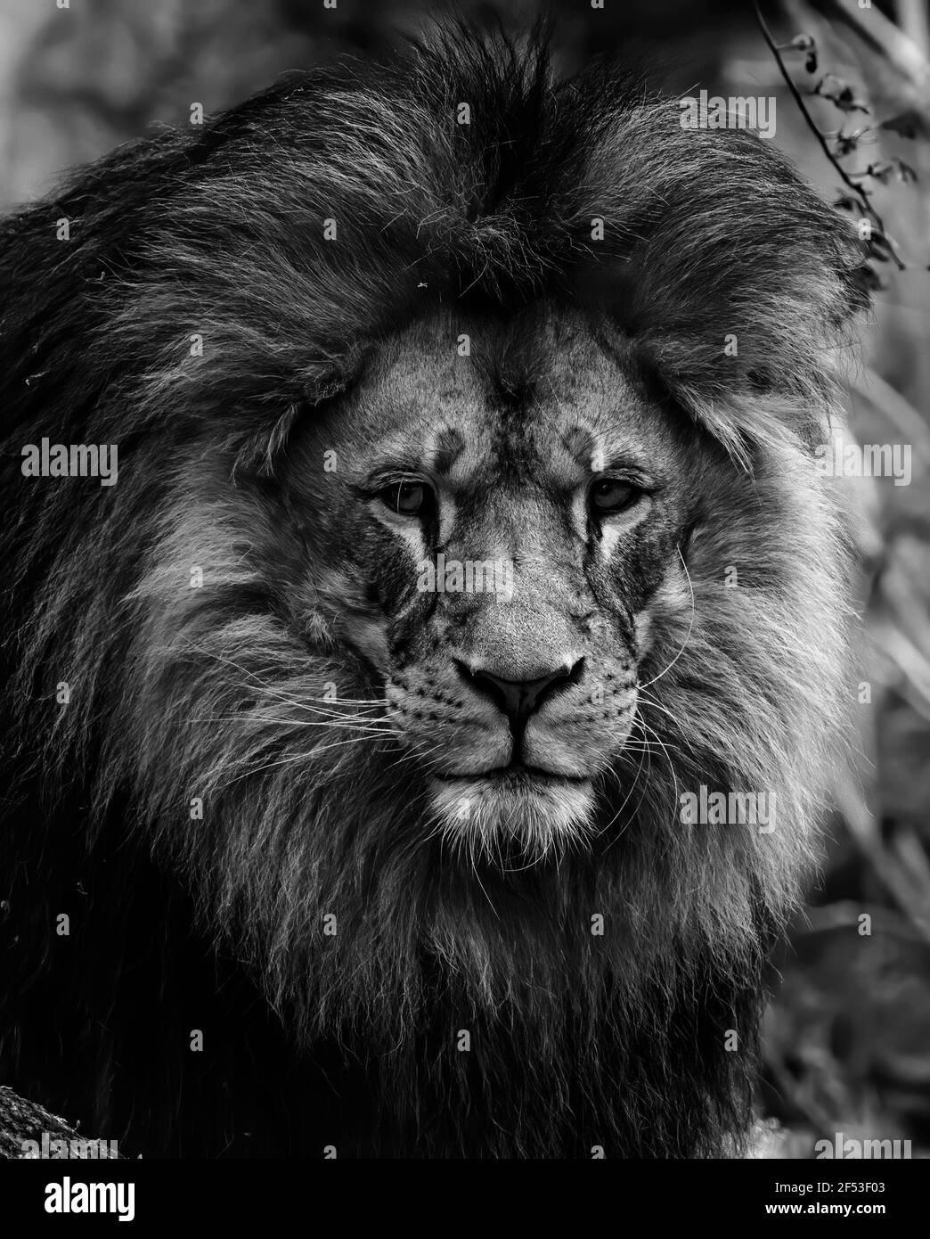 African lion close up face portrait Black and white symmetric ...