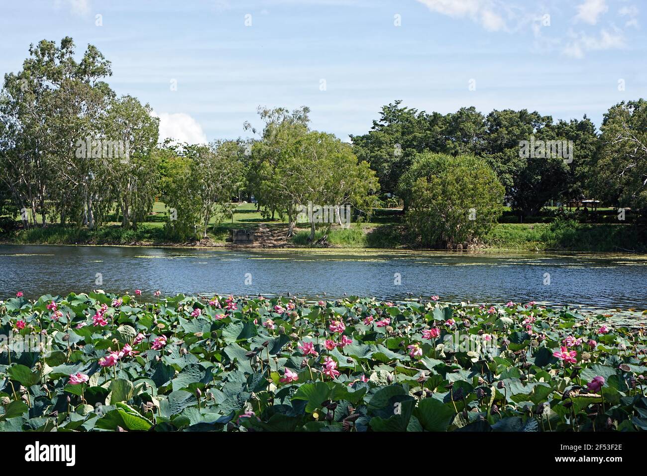 Pink Lotus flowers in bloom on the banks of the Ross River, Townsville, Queensland, Australia with melaleuca tea trees in the background. Stock Photo