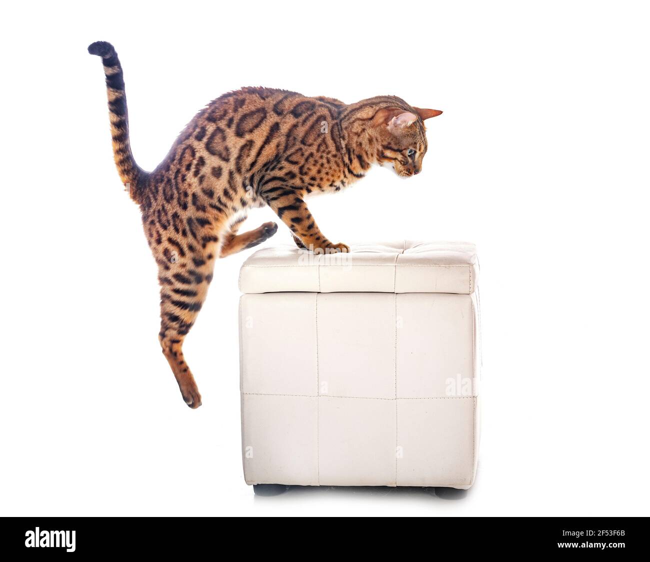 bengal cat in front of white background Stock Photo