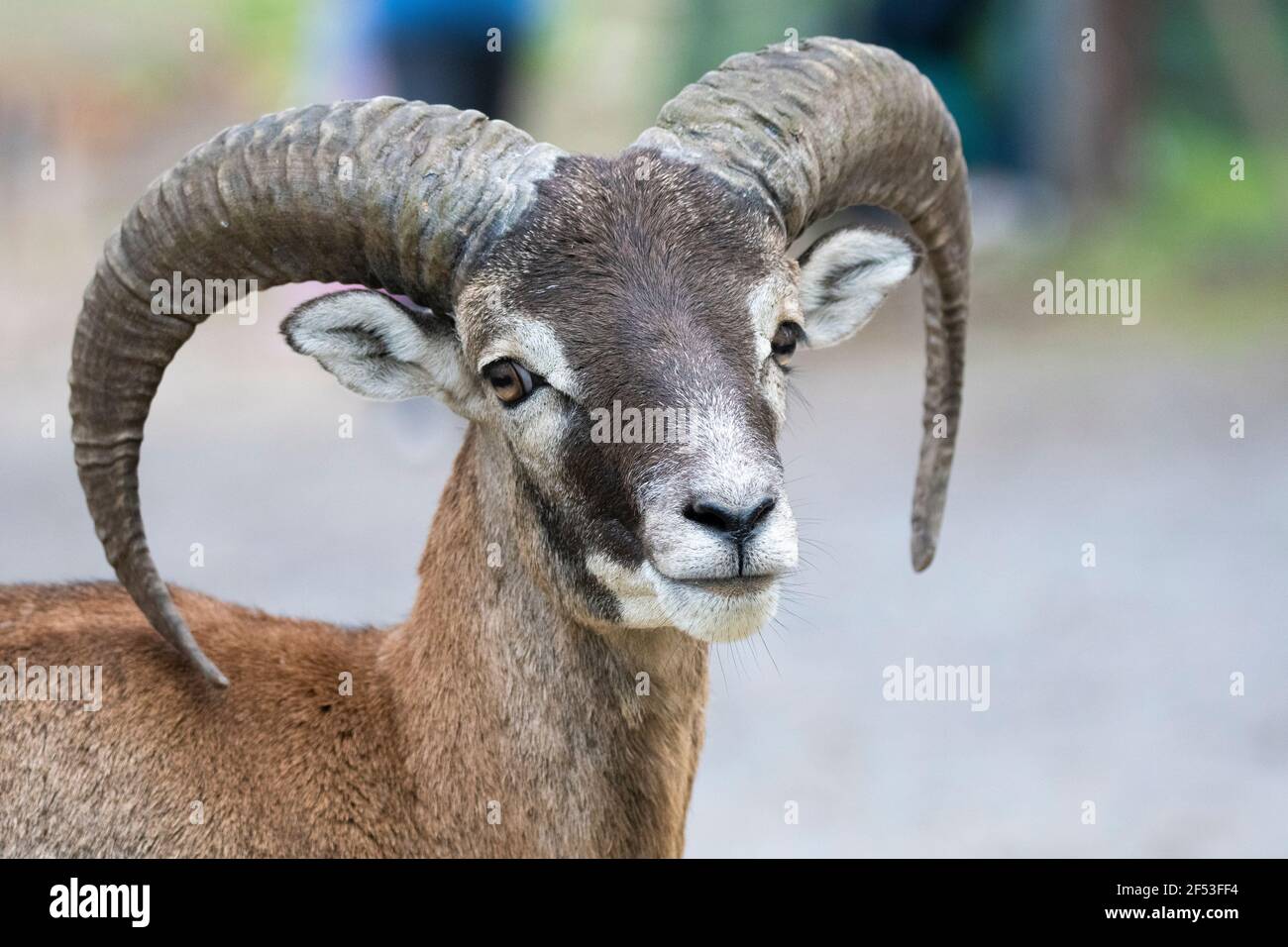 European mouflon - Ovis - orientalis musimon - is the westernmost and smallest sub-species of mouflon .rams and  ewes. Stock Photo