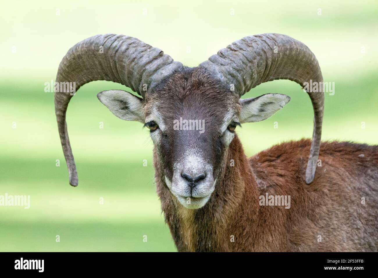 European mouflon - Ovis - orientalis musimon - is the westernmost and smallest sub-species of mouflon .rams and  ewes. Stock Photo