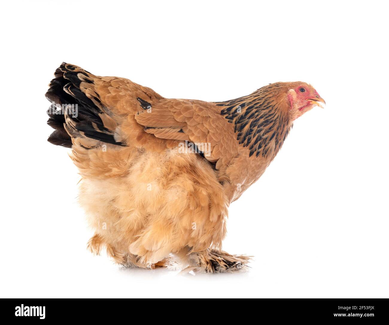 White brahma chicken hi-res stock photography and images - Page 2