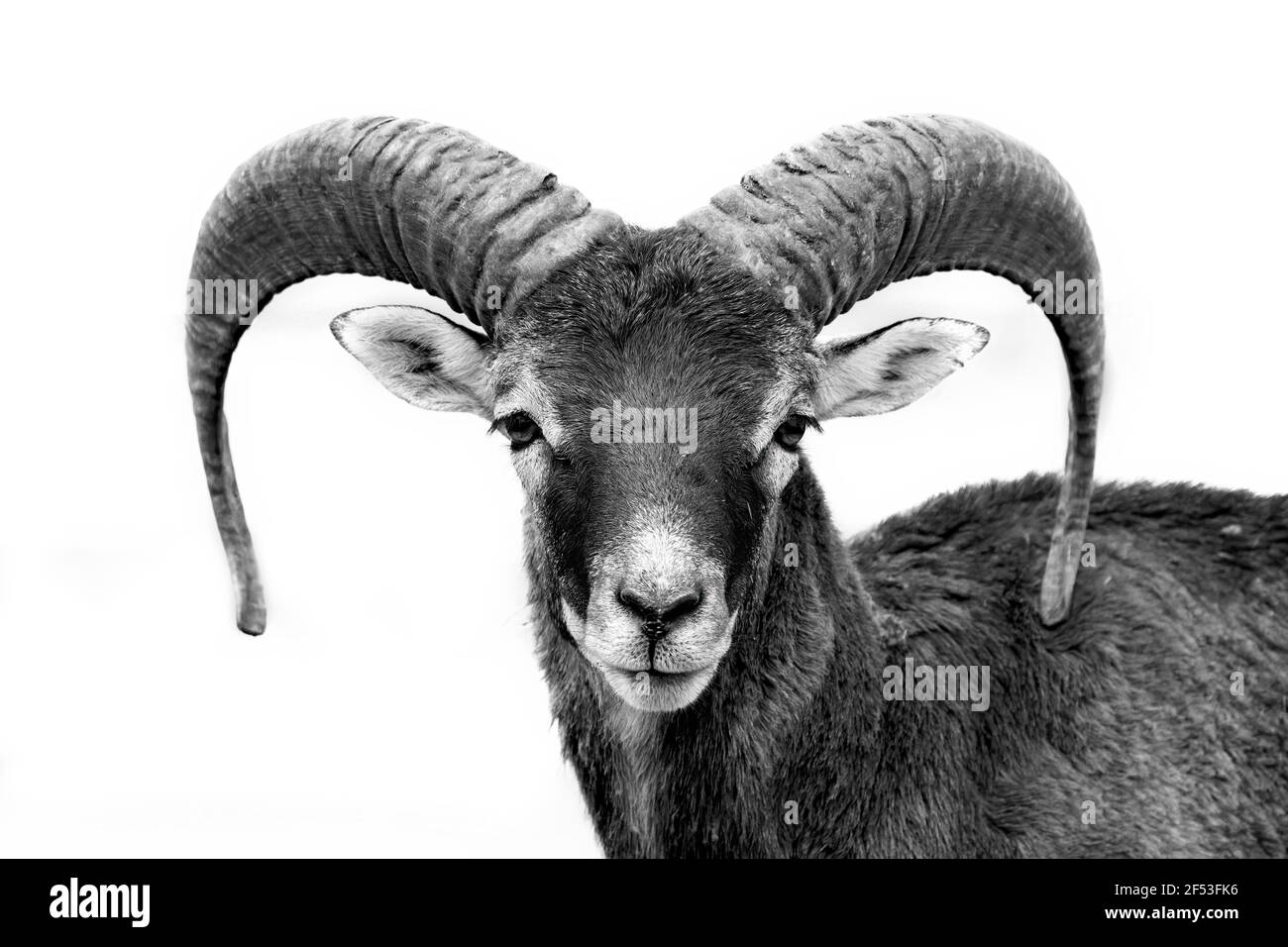 Front face view in black and white of a young mouflon - Ovis - musimon Stock Photo