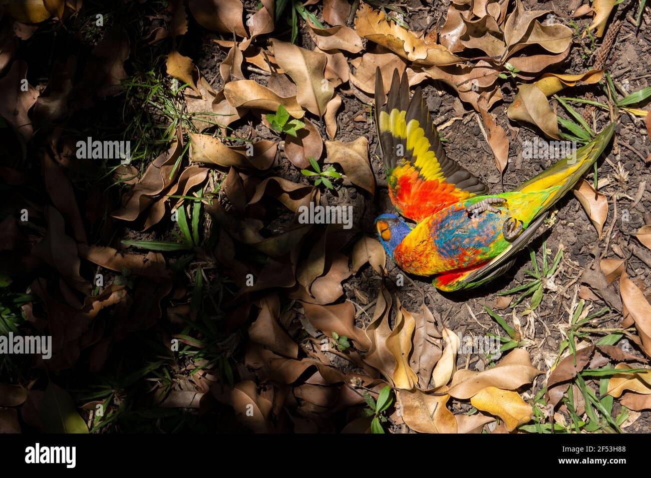 An Australian rainbow lorikeet, trichoglossus moluccanus, a native parrot, killed by a hawk, showing the beautiful plumage which give them their name. Stock Photo