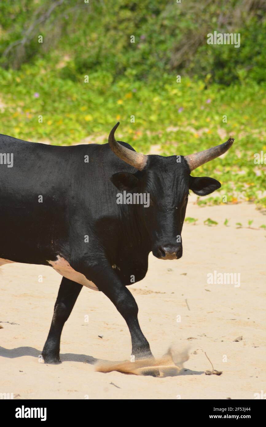 Big bull with horns hi-res stock photography and images - Alamy