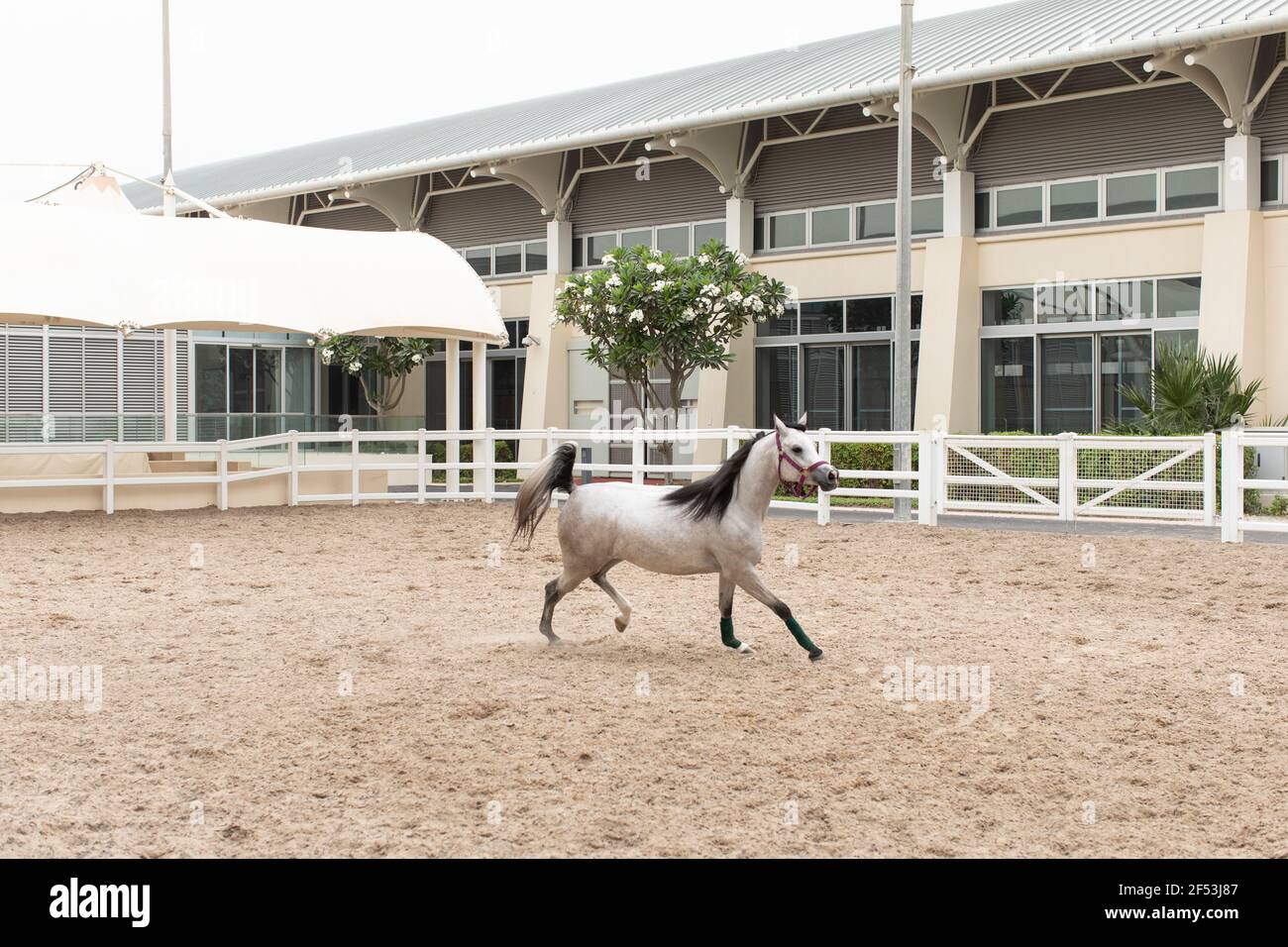 Al Shaqab Horse Racing Academy & Ottoman Stables, Doha, Qatar Stock