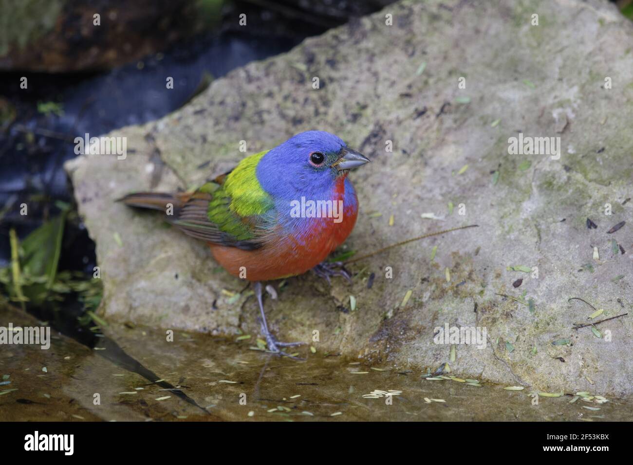 Painted Bunting male at drinking pool on migration Passerina ciris