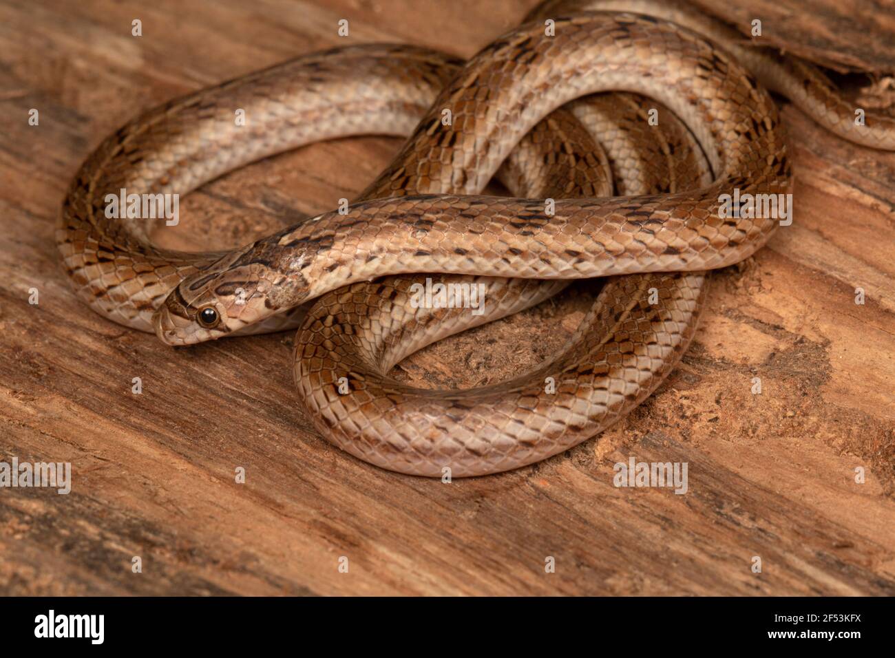 Streaked Kukri Snake, Oligodon taeniolatus is a species of nonvenomous snake found in Asia. Also known as the Variegated Kukri or the Russell's Kukri. Stock Photo