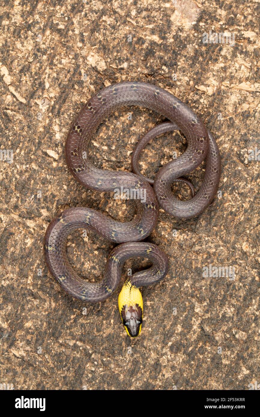 Yellow collared wolf snake, Lycodon flavicollis is a species of wolf snake with a distinct yellow collar. The snake is found in the eastern ghats Stock Photo