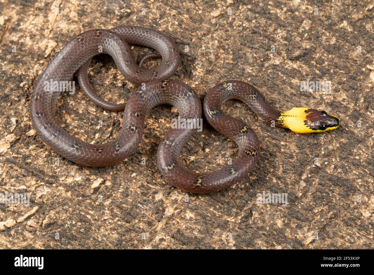 Yellow collared wolf snake, Lycodon flavicollis is a species of wolf snake with a distinct yellow collar. The snake is found in the eastern ghats Stock Photo
