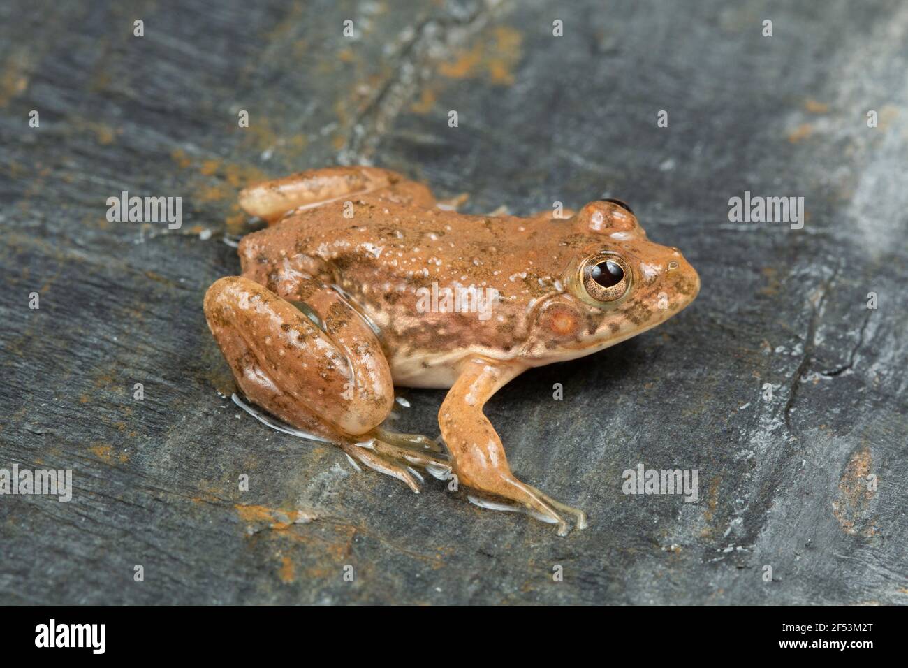 Euphlyctis cyanophlyctis is a common dicroglossid frog found in South Asia. Also known Indian skipper frog or skittering frog Stock Photo