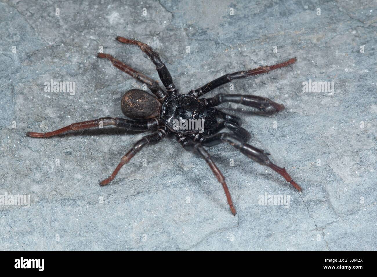 Trapdoor spider male of the genus Idiops. These spiders make a trap-door to their burrow entrance. Stock Photo