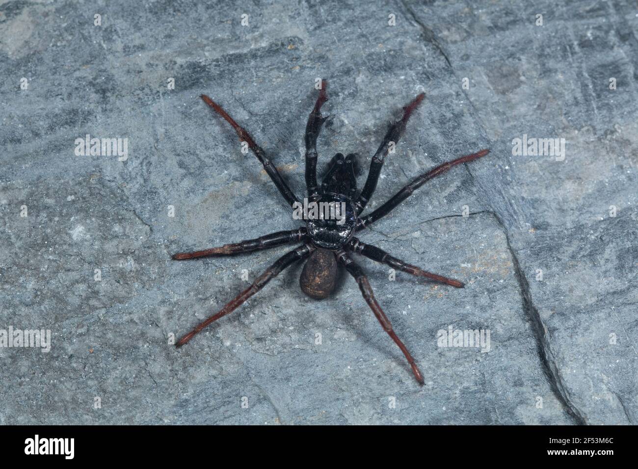 Trapdoor spider male of the genus Idiops. These spiders make a trap-door to their burrow entrance. Stock Photo