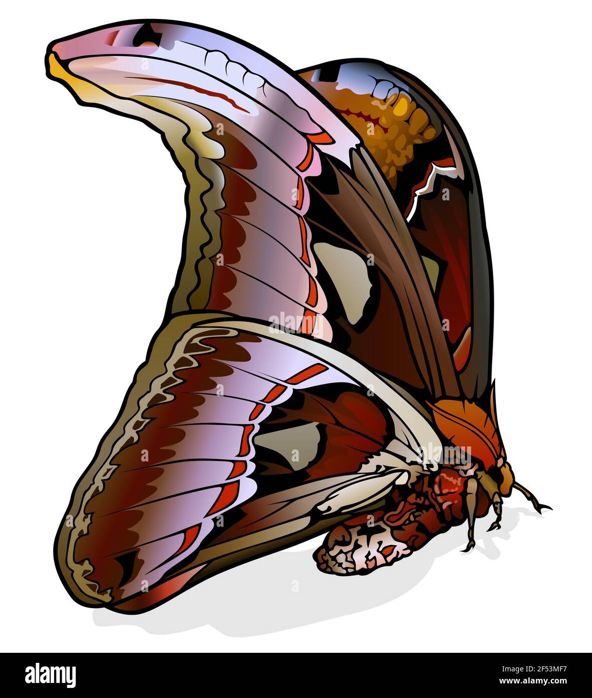 Atlas moth attacus atlas Stock Vector Images - Alamy
