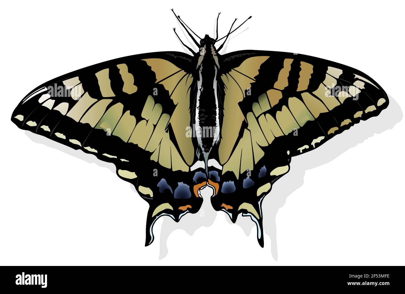 Eastern Tiger Swallowtail Stock Vector