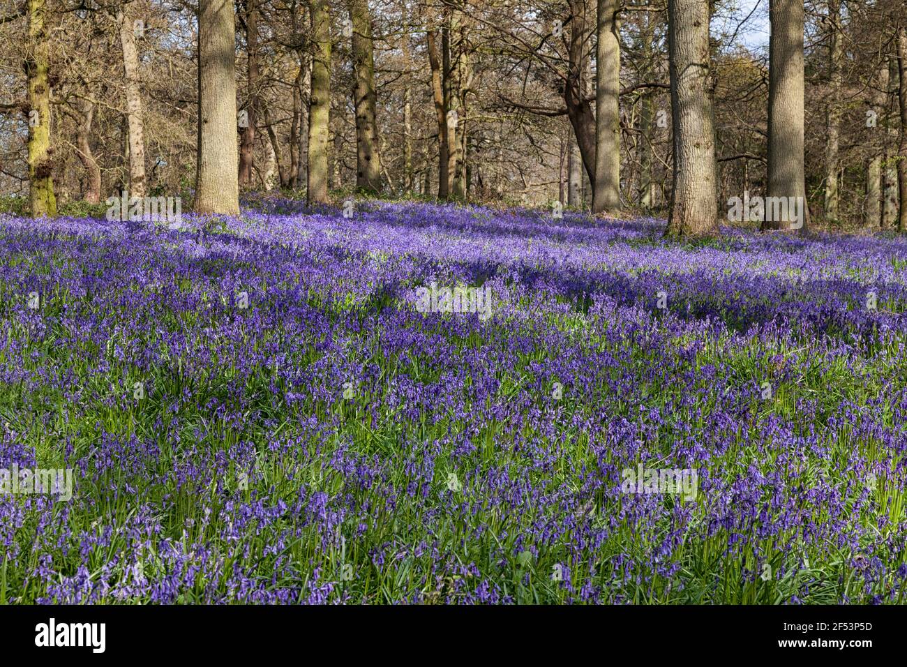 Bluebells in springtime, Norfolk, East Anglia, UK Stock Photo