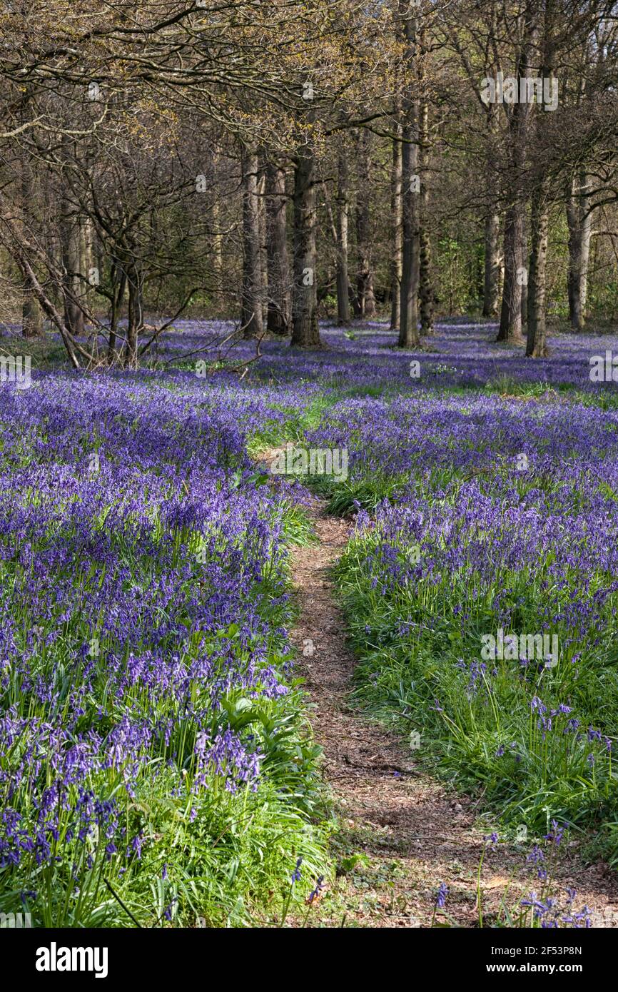 Bluebells in springtime, Norfolk, East Anglia, UK Stock Photo