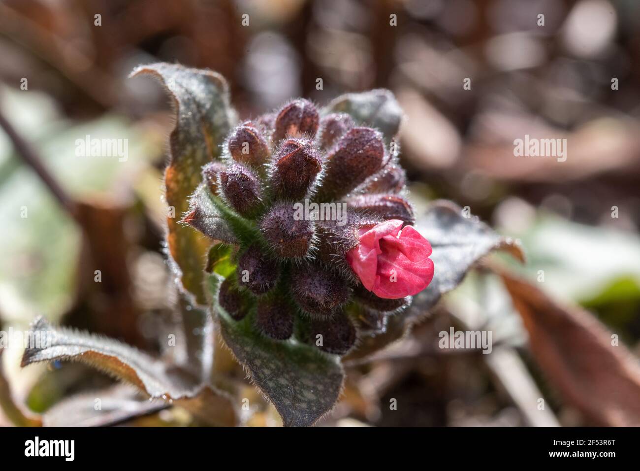 The lungwort, Pulmonaria officinalis, is a wild plant and ecologically very valuable and important as a food source for many insects. The lungwort is Stock Photo