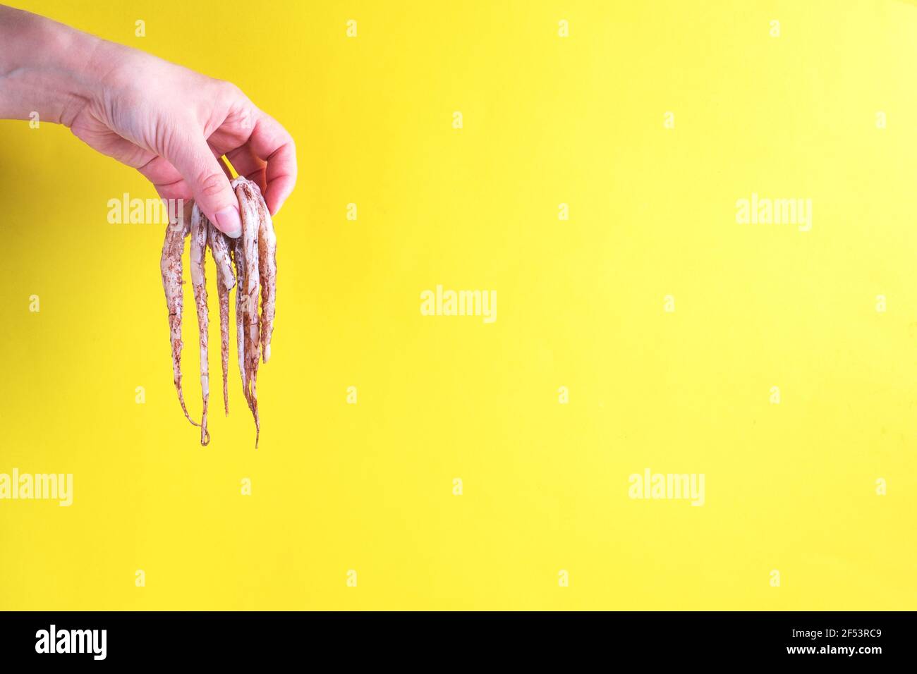 A woman's hand holds the raw tentacles of a squid, the tentacles of a cuttlefish hanging on a yellow background Stock Photo