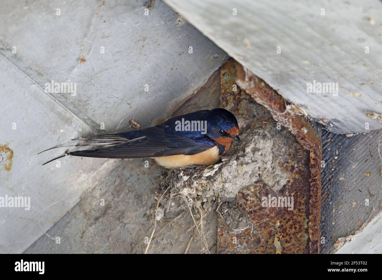Swallow (Barn Swallow) - on nest in barnHirundo rustica Ontario, Canada BI027256 Stock Photo
