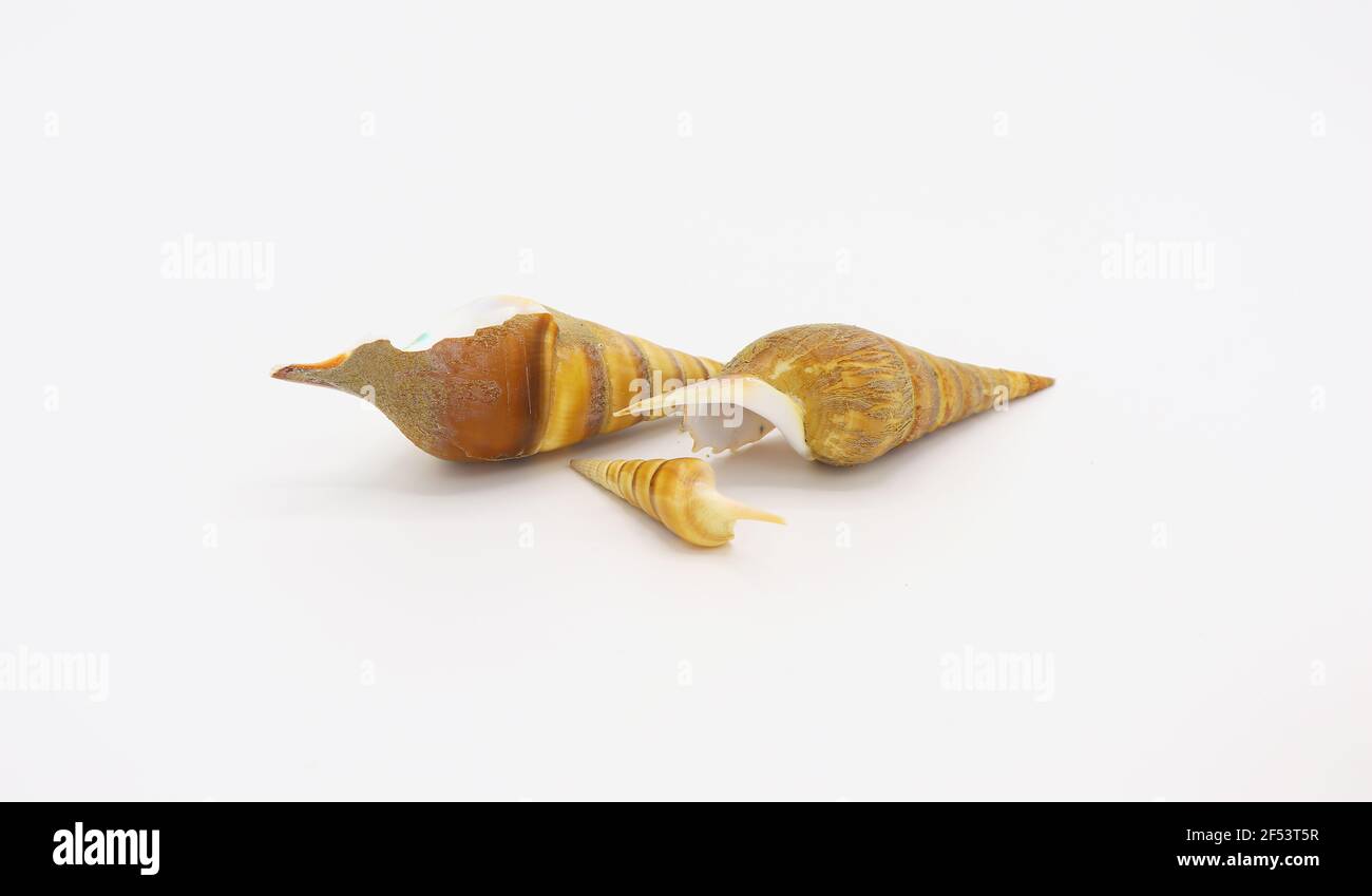 sea shells isolated on white background Stock Photo