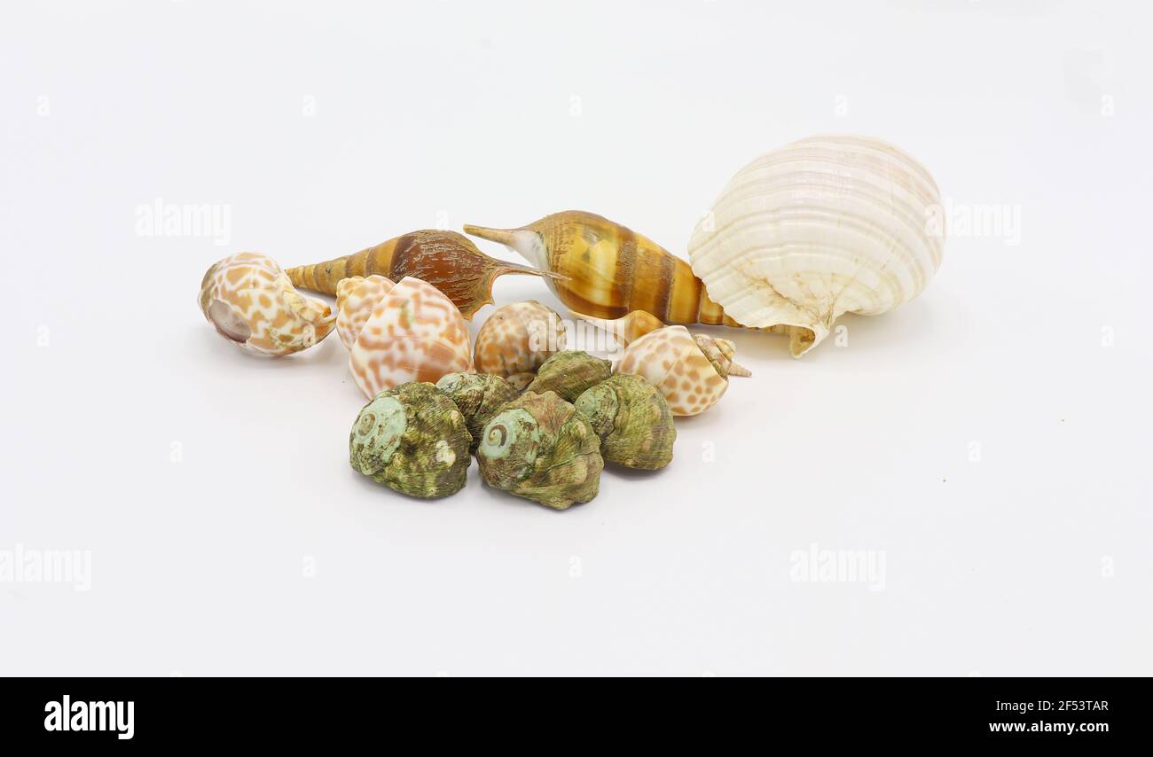 sea shells isolated on white background Stock Photo - Alamy