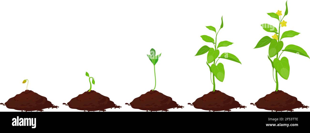 Plant Growth Stages Plant Development High Resolution Stock Photography