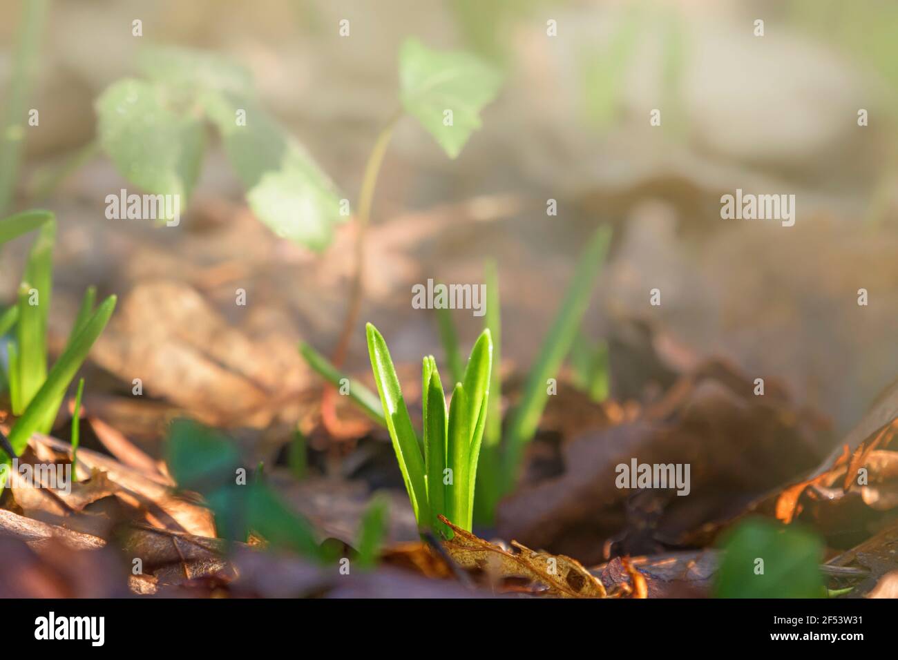 Bluebell bulbs sprout hires stock photography and images Alamy