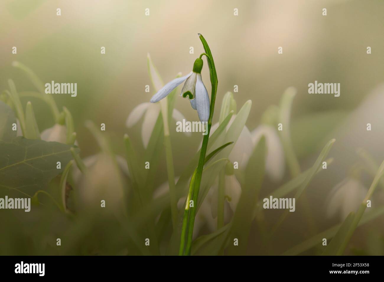 Close up of snowdrop flower at early spring. Concept of eternal new life. Stock Photo