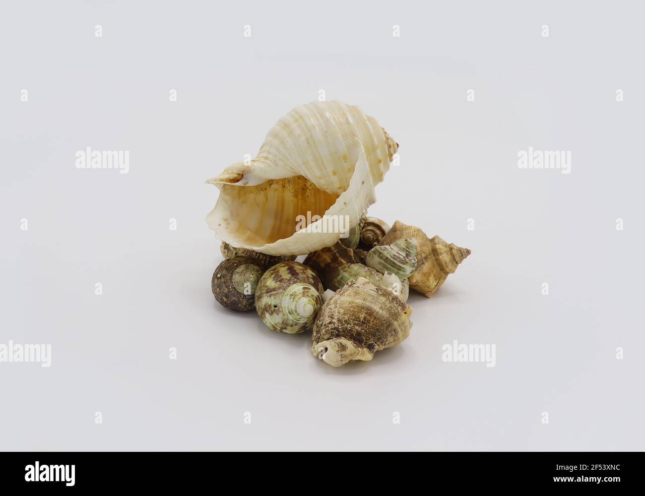 sea shells isolated on white background Stock Photo