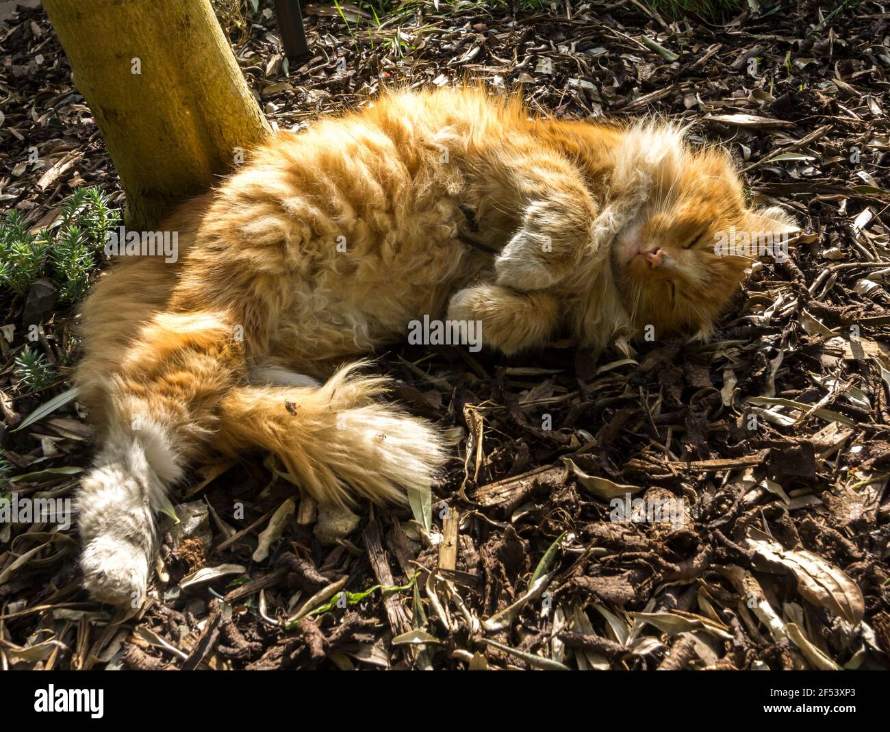 A striped ginger cat lounges in the sun on a bed of bark chips in the garden. UK. Stock Photo