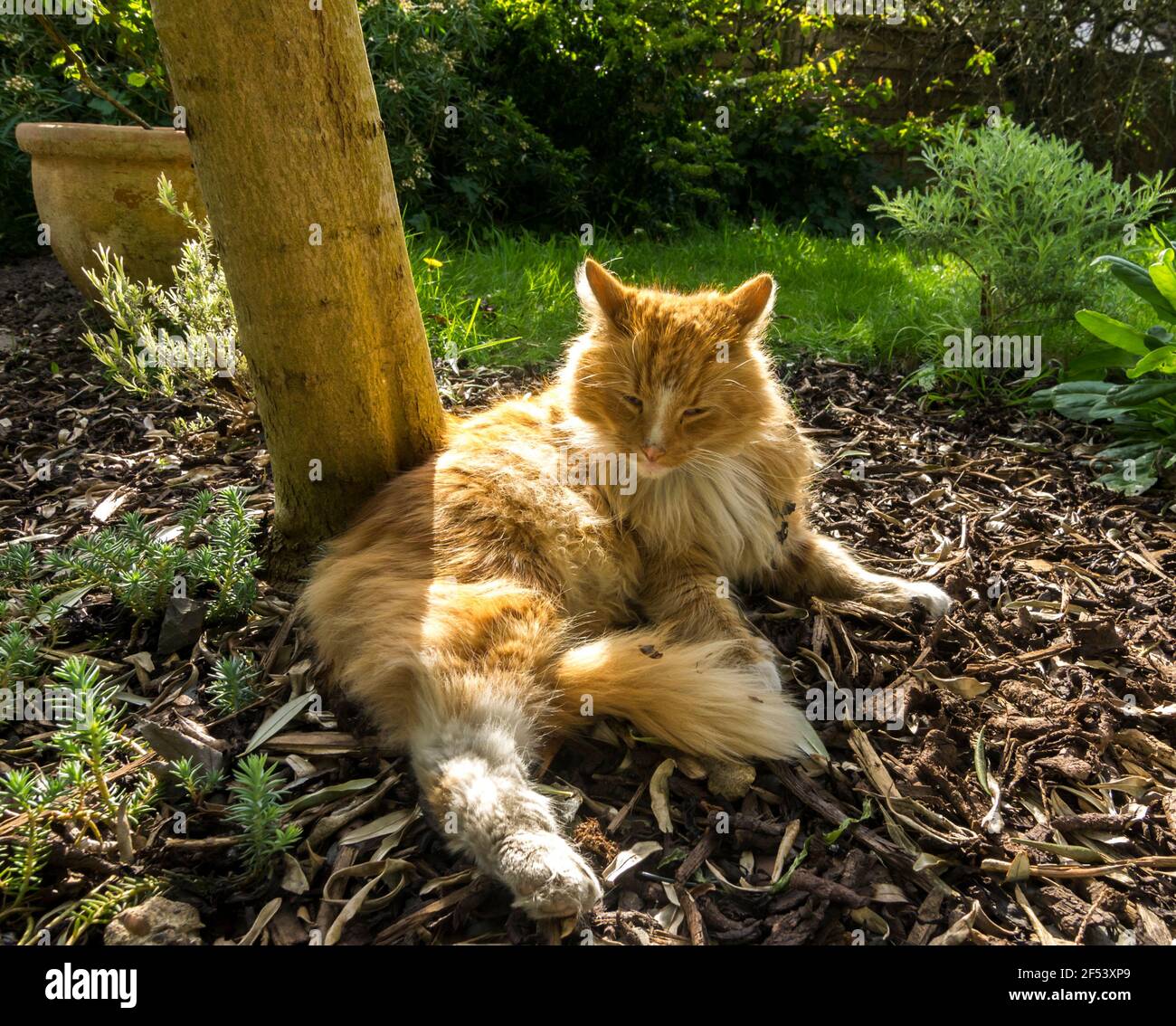 A striped ginger cat lounges in the sun on a bed of bark chips in the garden. UK. Stock Photo