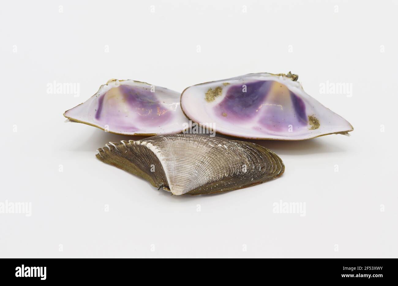 sea shells isolated on white background Stock Photo