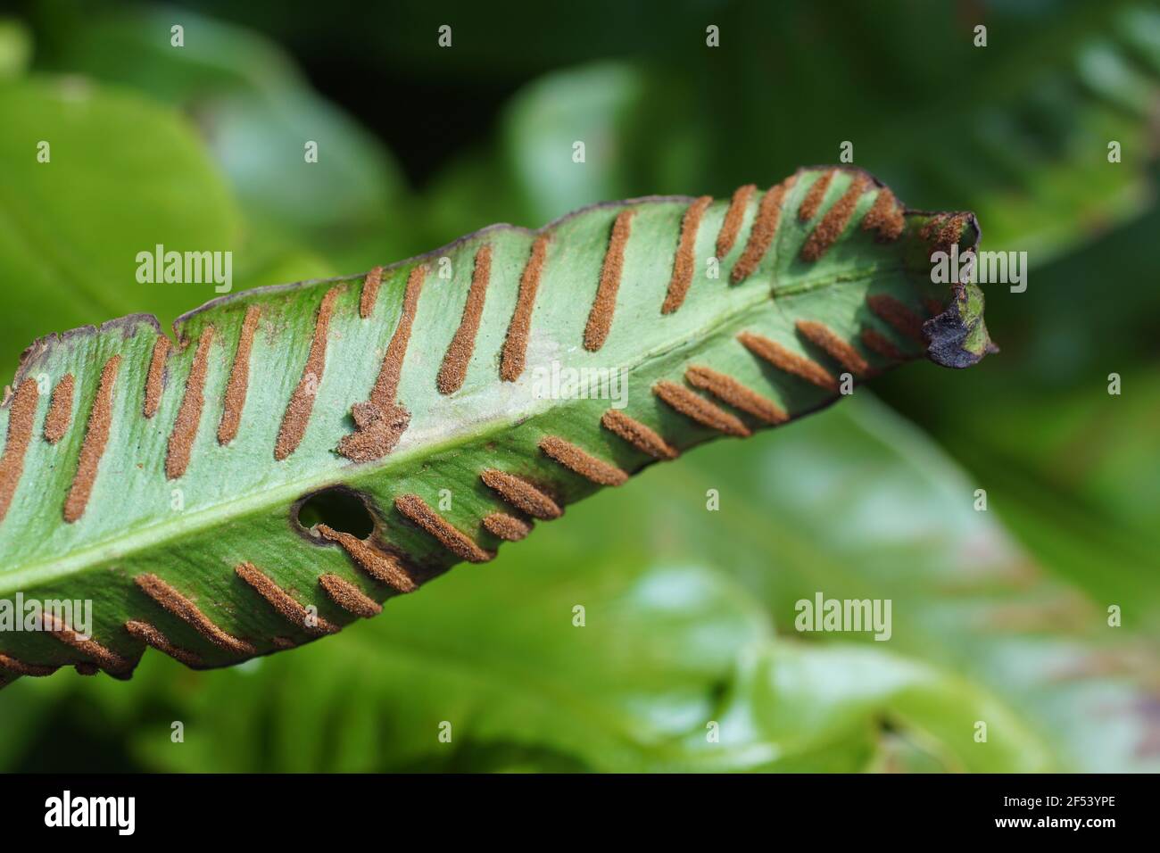 Closeup underside of an old leaf of a hart's-tongue fern (Asplenium scolopendrium) with orange spores. Mine of larva of the moth Psychoides verhuella Stock Photo