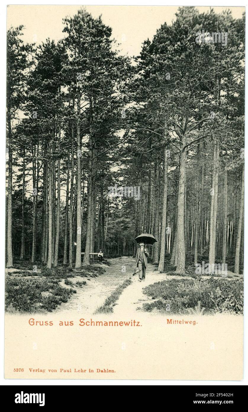 Middle of forest Cut Out Stock Images Pictures Alamy