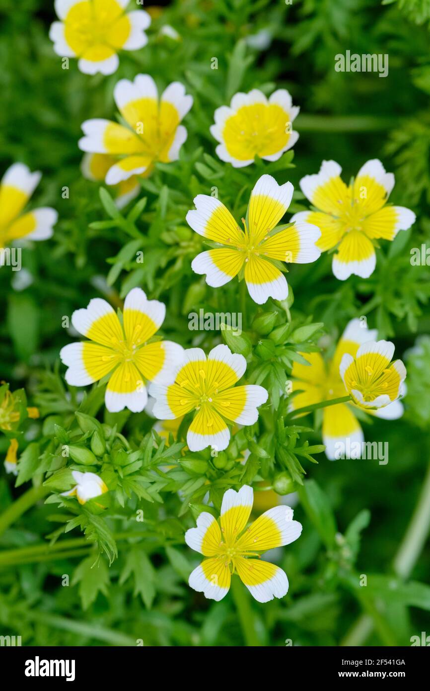 Foam egg hires stock photography and images Alamy