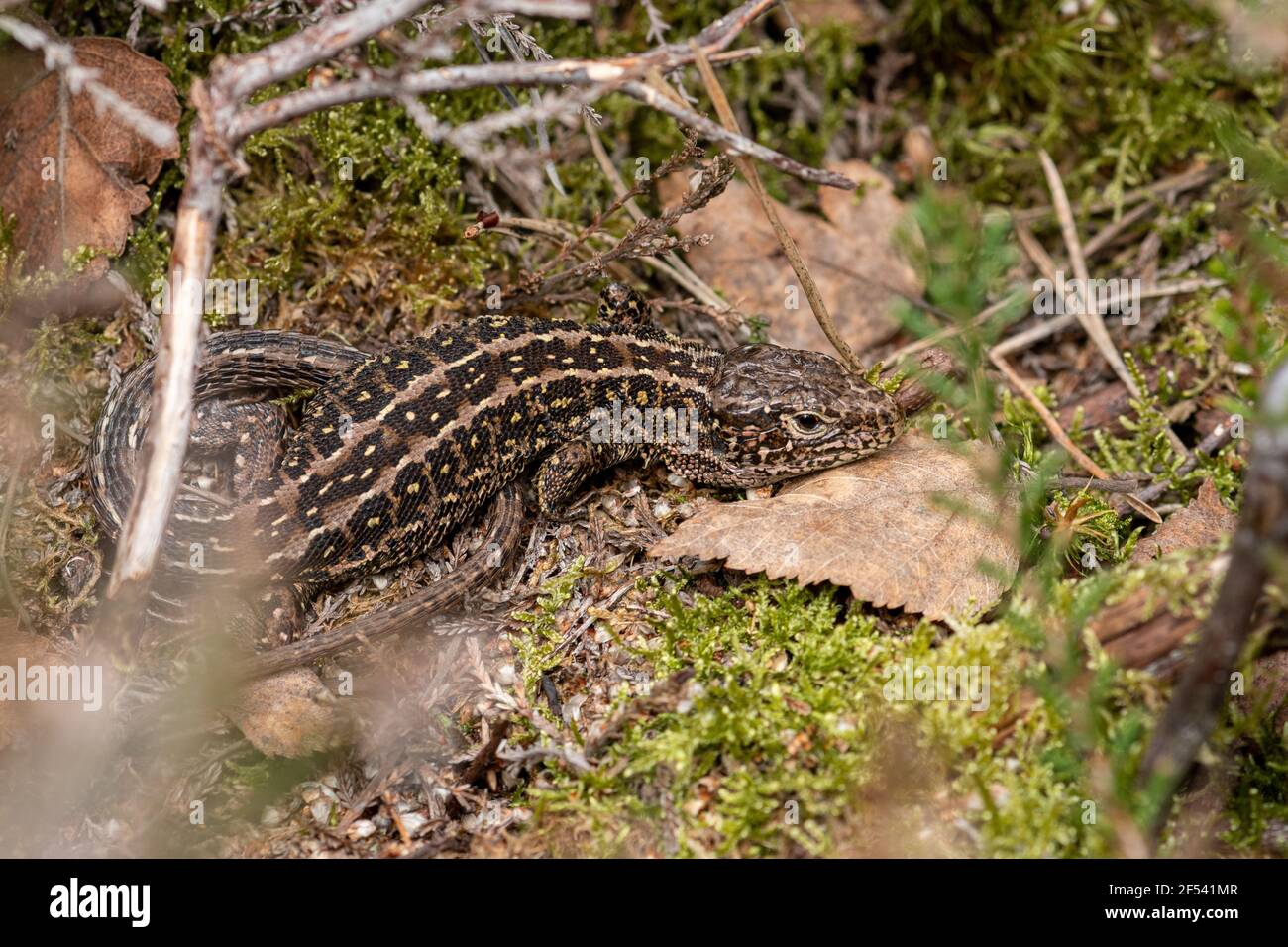 Male sand lizard (Lacerta agilis) in Hampshire heathland, UK. Taken in March soon after emergence from hibernation. Stock Photo