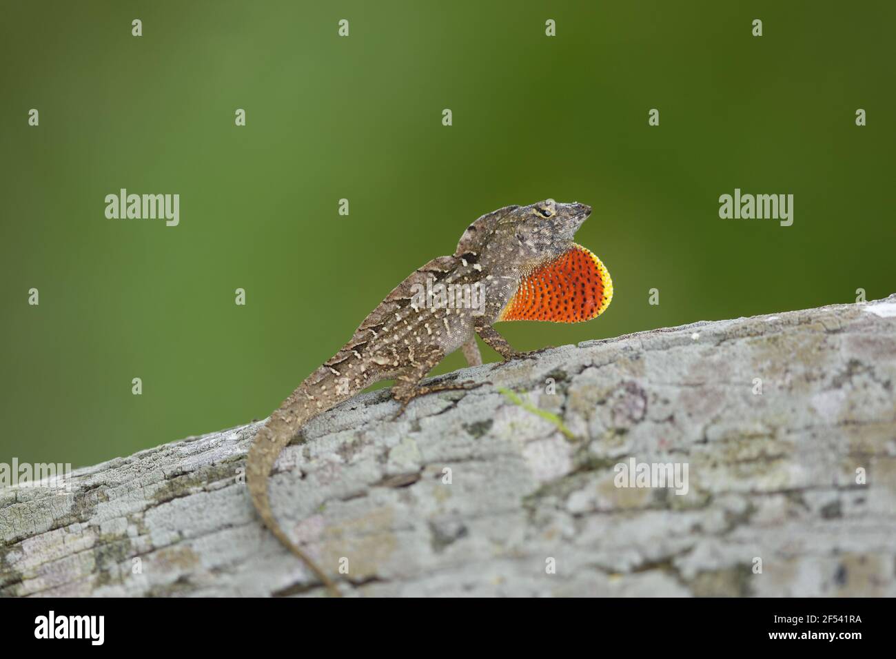 Brown Anole Lizard - male displayAnolis sagrei Gulf Coast of Texas, USA RE000267 Stock Photo