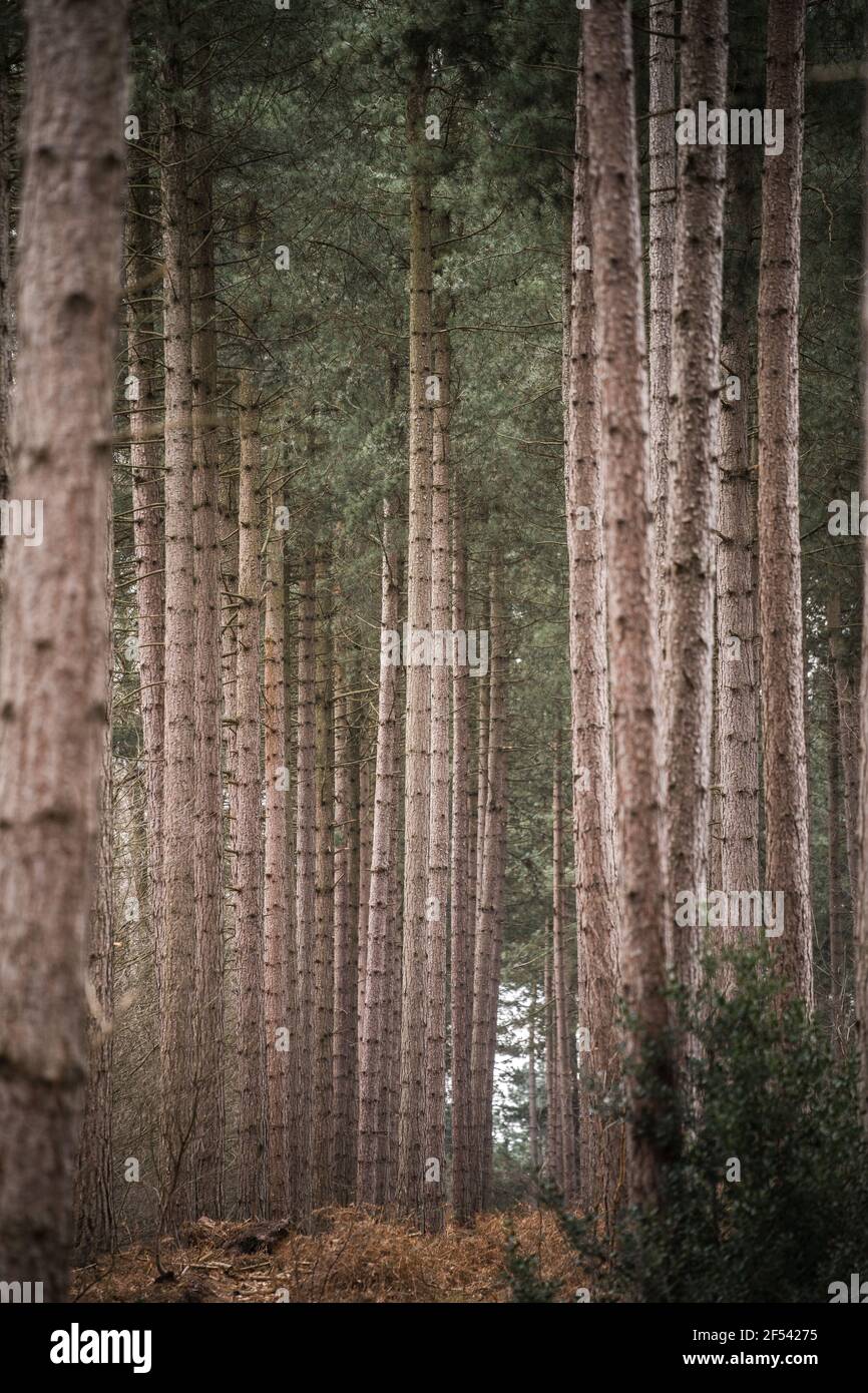Tall evergreen pine trees towering above forest woodland Stock Photo