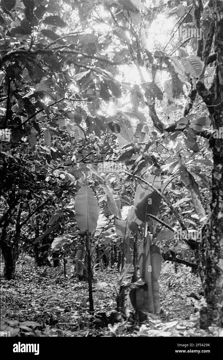 Travel Photos Caribbean. Trinidad. Foliage of a tree with pear-shaped fruit Stock Photo