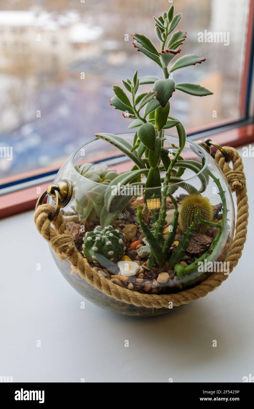 Mini cactus garden in a glass vase on the windowsill in the office. Florarium from decorative cacti Stock Photo