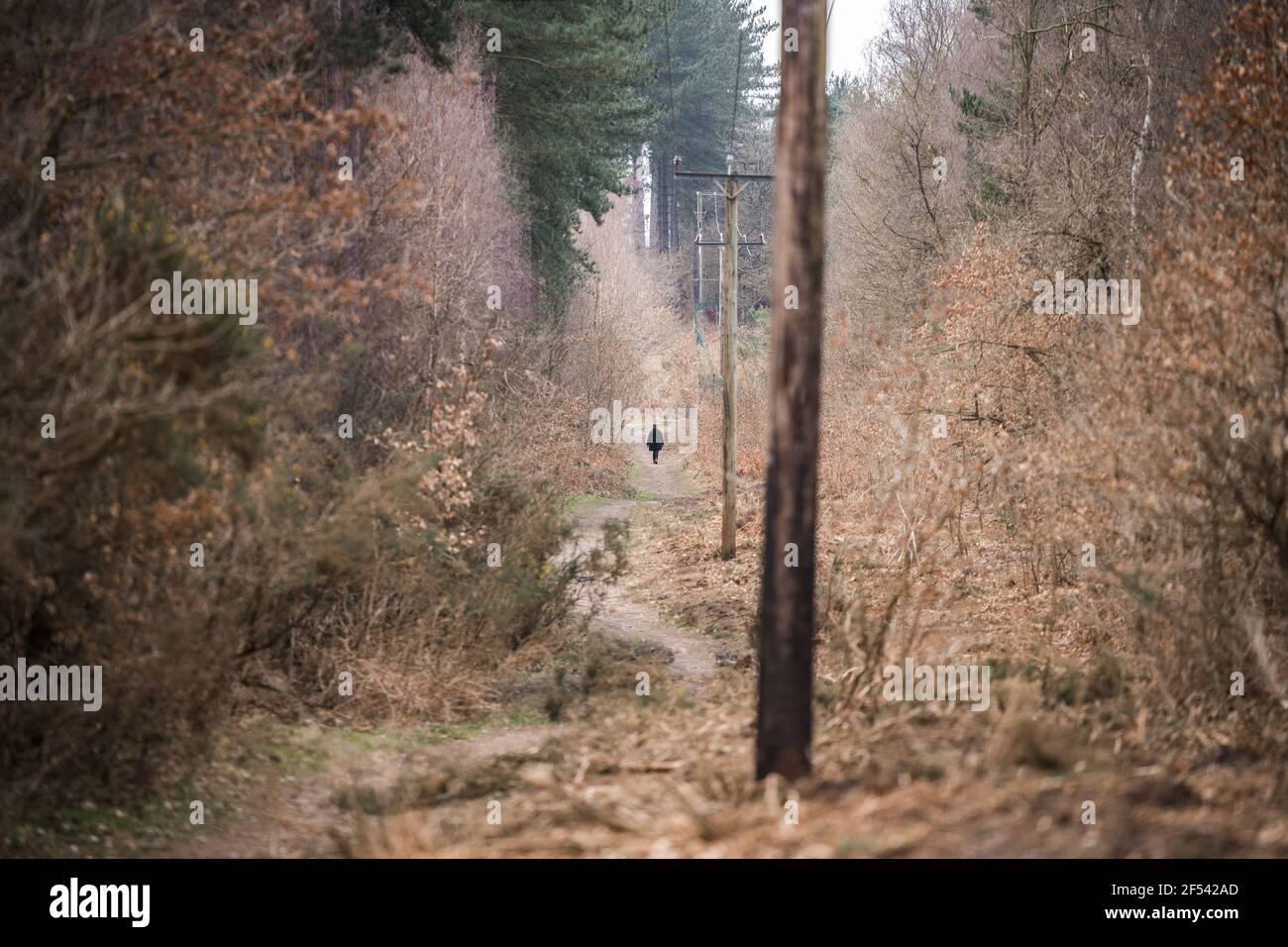 Woman walking through forest woodland all alone getting away from it all. One female in peaceful nature reserve outdoors exploring adventure wandering Stock Photo