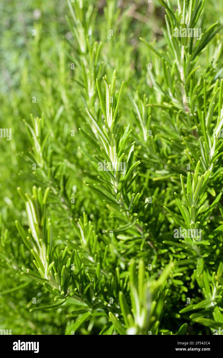 Medicinal plant, Rosmarinus officinalis, Rosemary also known as Old Man, Rose of the Sea, Southernwood. Foliage Stock Photo