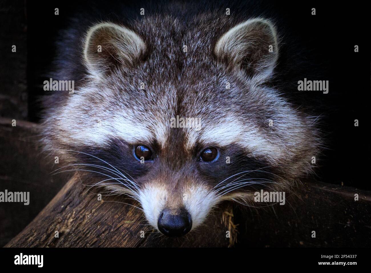Raccoon (Procyon lotor), close up of face, looking at camera Stock Photo