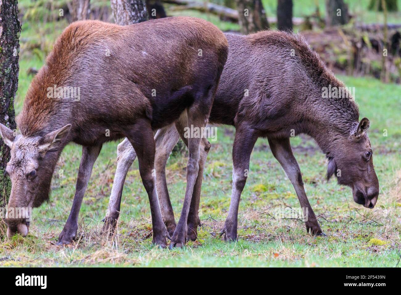 Female elk (alces alces) , also called moose, cow with older calf, wildlife park, Europe Stock Photo