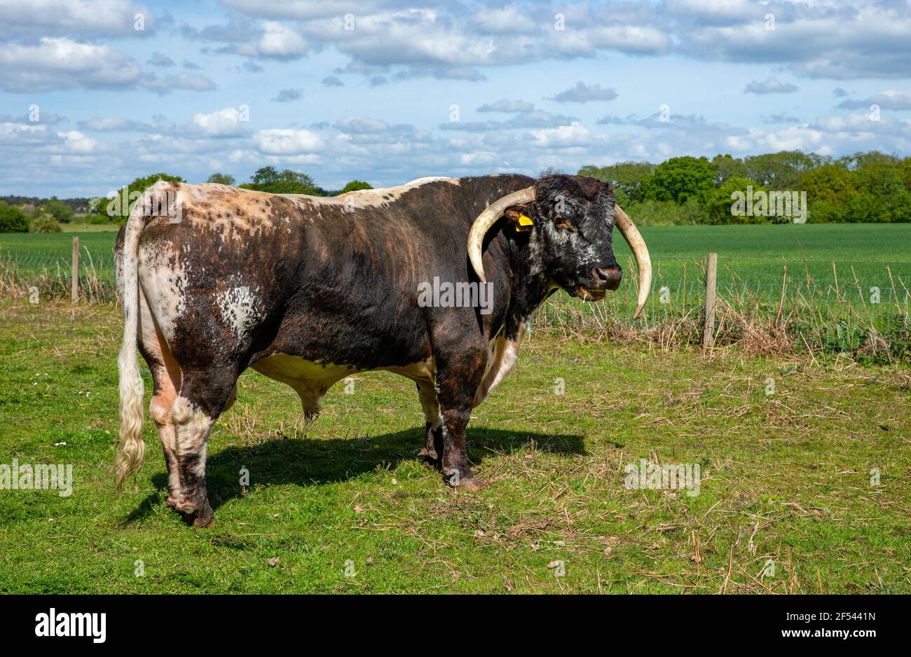 English Longhorn bull with magnificent long curved horns.Scientific