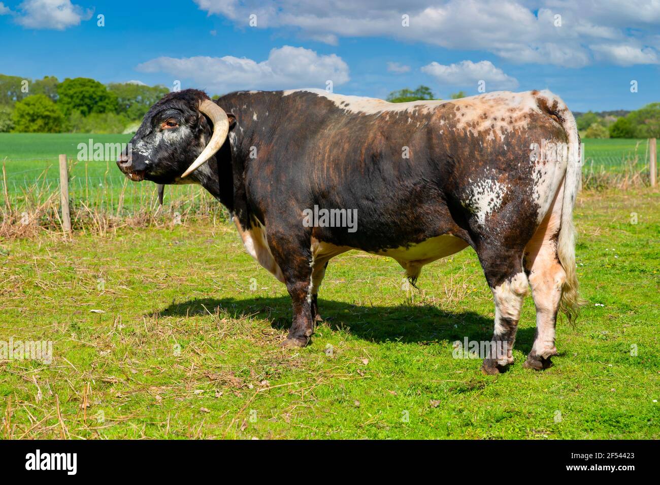 English Longhorn bull with magnificent long curved horns.Scientific